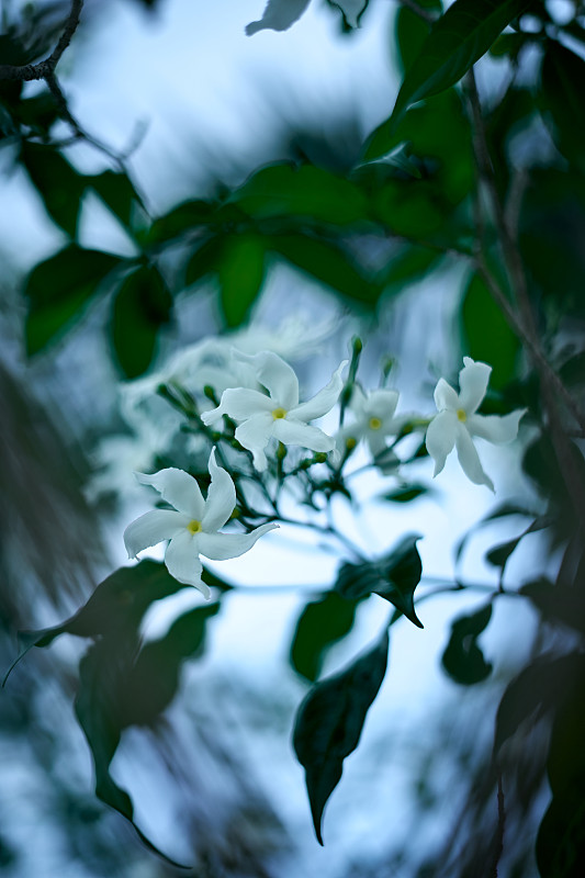 东西南北茉莉花背景图片