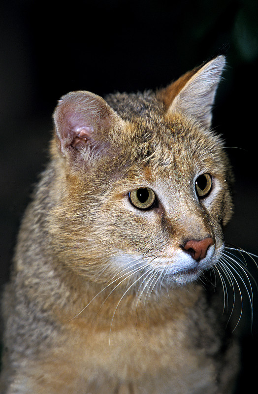 丛林野猫图片