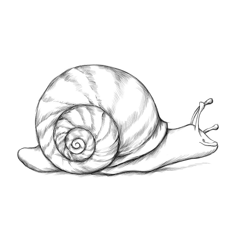 蜗牛壳图片