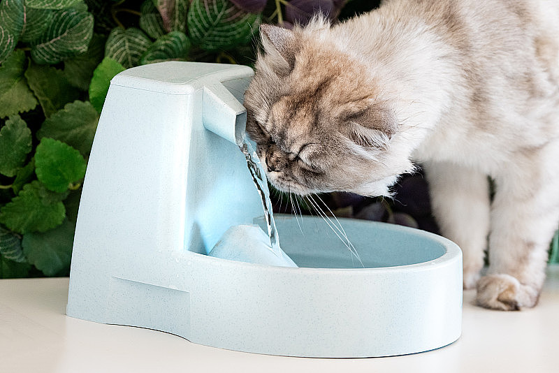灰猫从饮水机里喝干净的水。猫喷泉。宠物的渴望。脱水的猫。