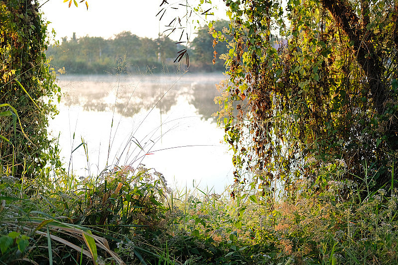草与雾在池塘湖沼泽。多雾的早晨