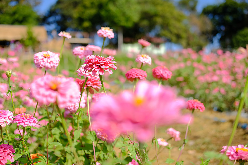 草地上粉红色的百日草花