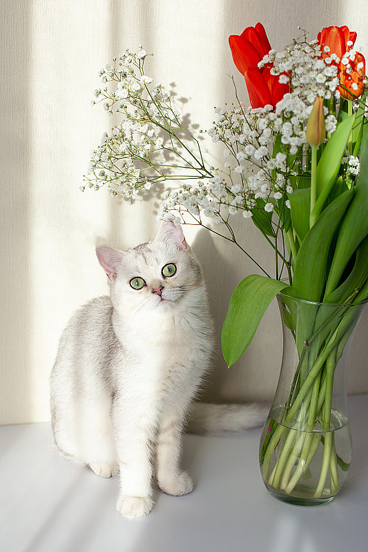 一只白色的英国猫坐在一个玻璃花瓶旁边，花瓶上放着一束红色的郁金香。