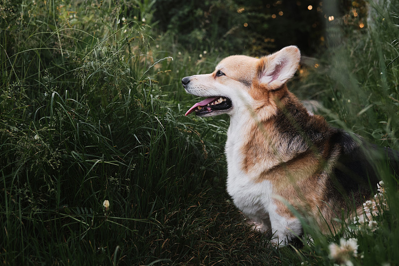 最小的牧羊犬图片