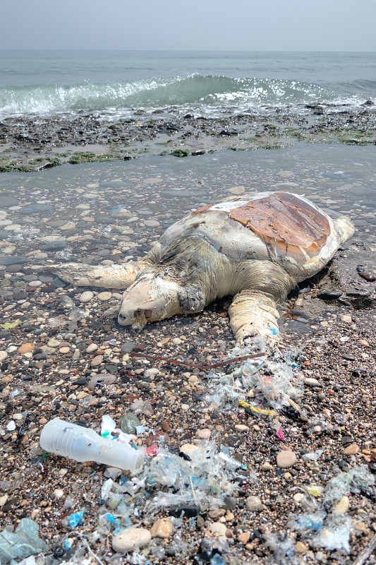 海洋生物被垃圾缠身图图片