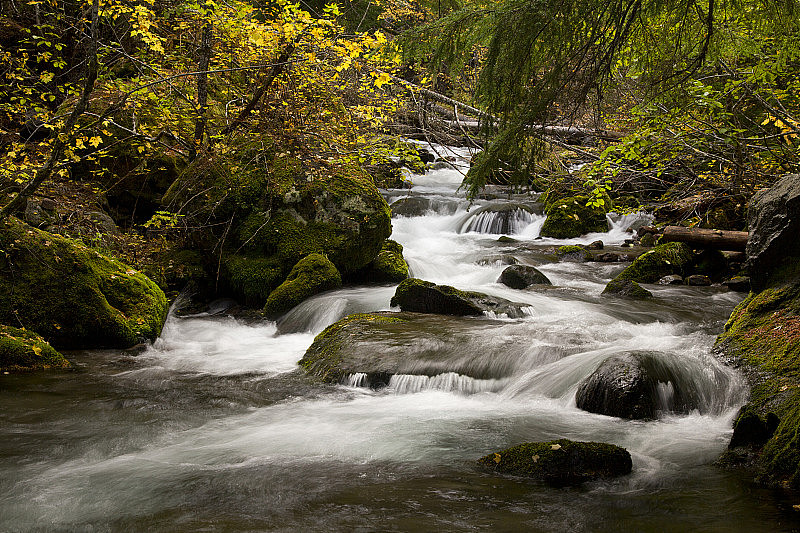 小溪中的流水从繁茂的秋叶中流过