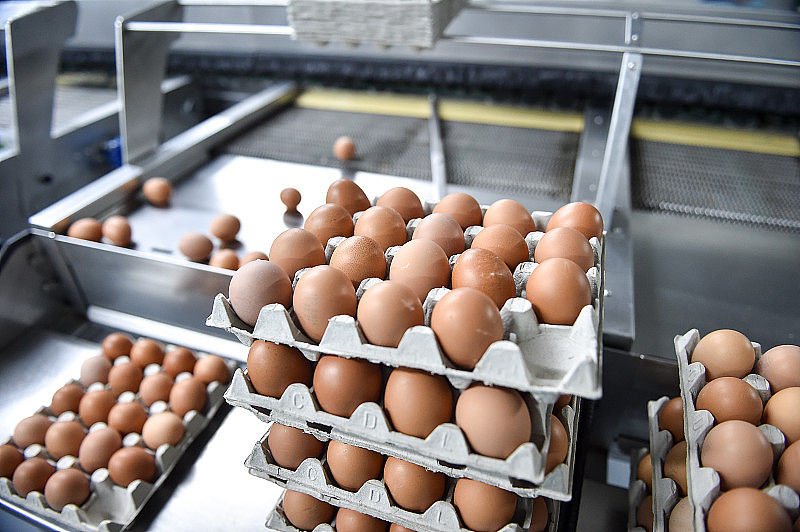 蛋类生产加工农场。细节与工厂加工流水线。