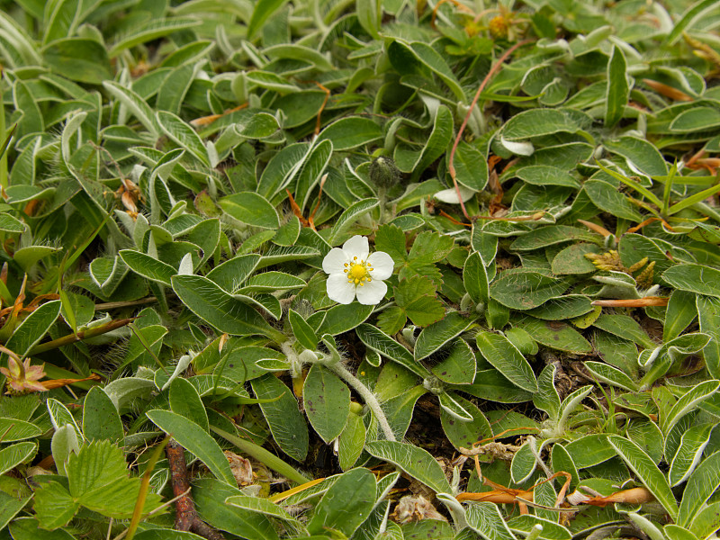 野生草莓的花