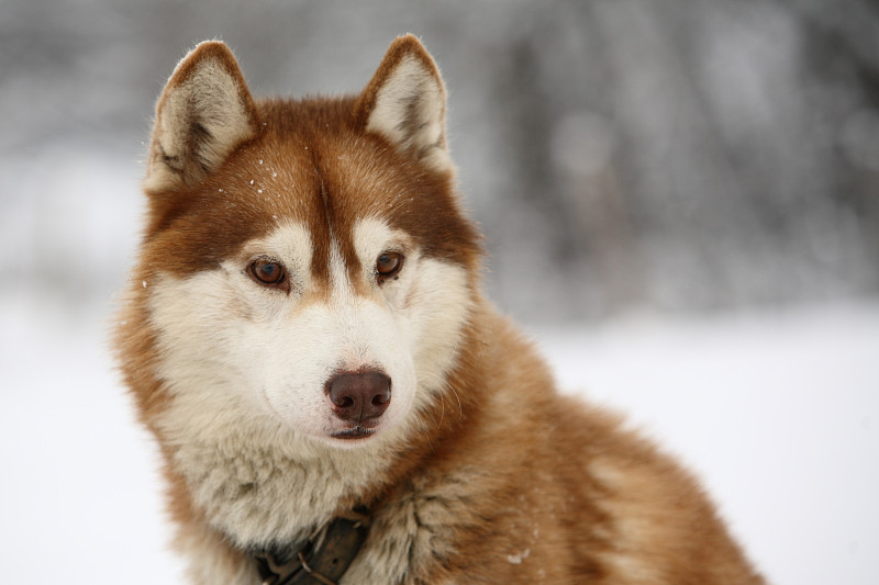 塞佩莱西伯利亚雪橇犬图片