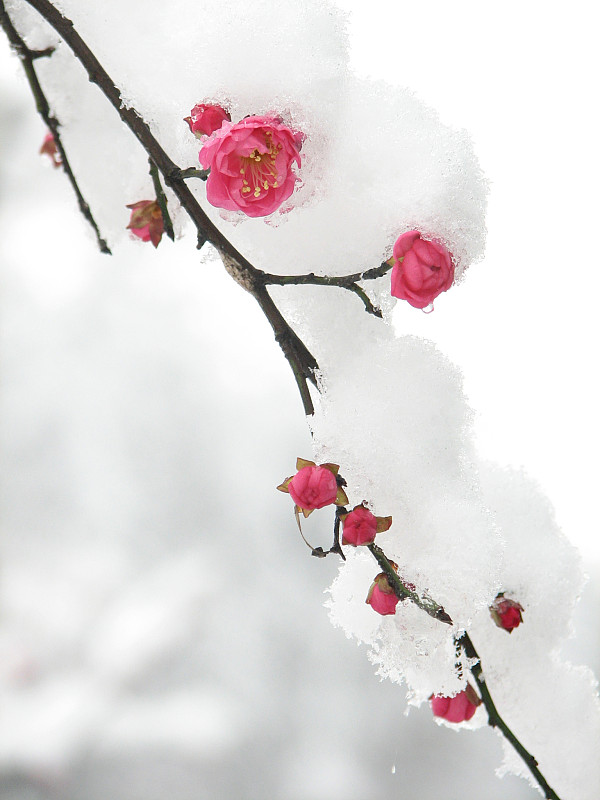 雪梅唯美图片