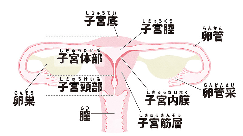 女人子宫 示意图图片