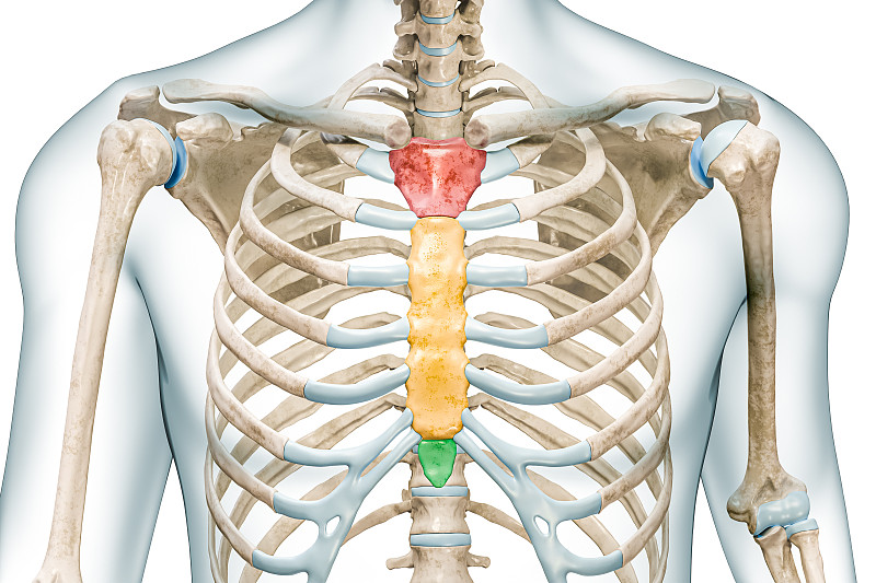 胸骨解剖图三维图图片