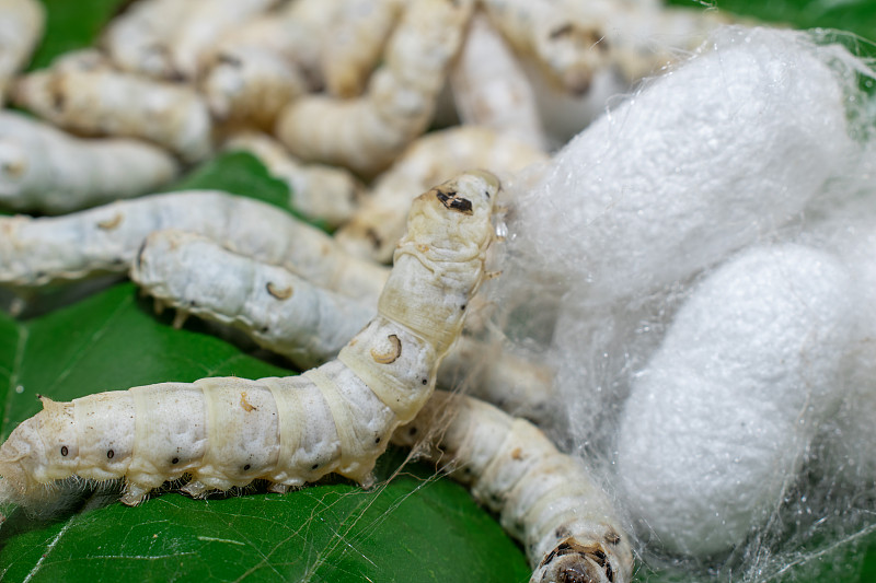 家蚕在结茧过程中产丝的桑蚕蚕茧:用于制丝的蚕茧