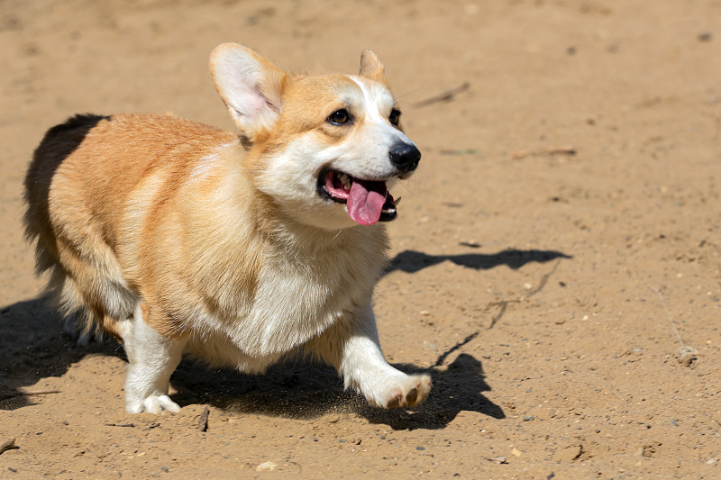 年轻的威尔士柯基犬在沙地上奔跑