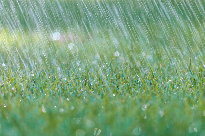 雨落在新鲜的绿草地上