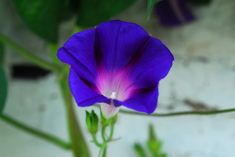 蓝色的牵牛花图片