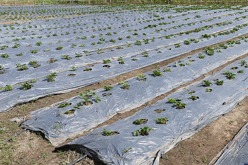草莓种植在农业农场