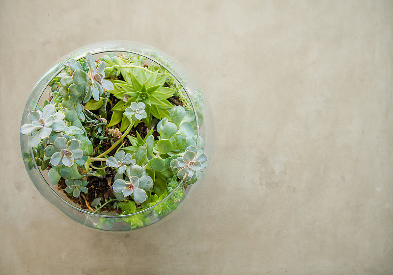 桌面植物装饰花园在一个玻璃花瓶