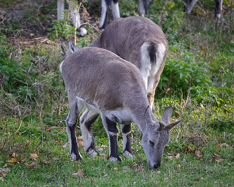 几只羊 (Pseudois nayaur) 吃草