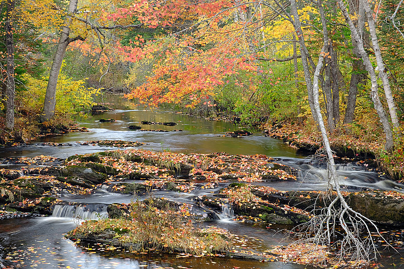 在秋天，平滑的流水找到了它的路径，岩石覆盖着多彩的秋叶