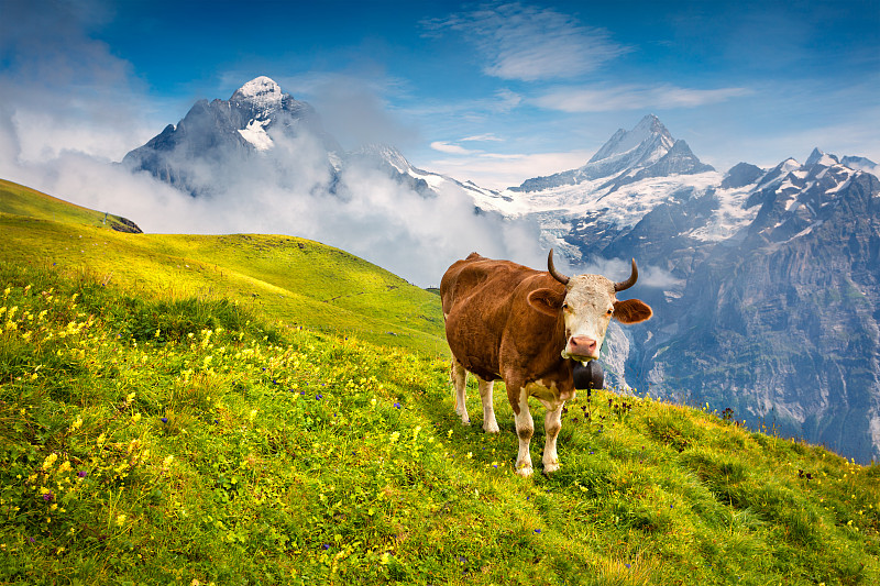 最美风景中有牛的图片图片
