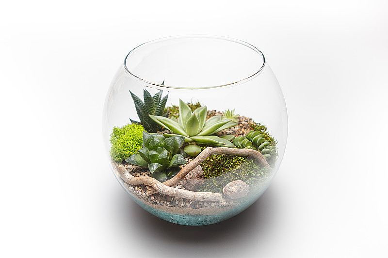 玻璃花瓶(盆景)中的多汁植物