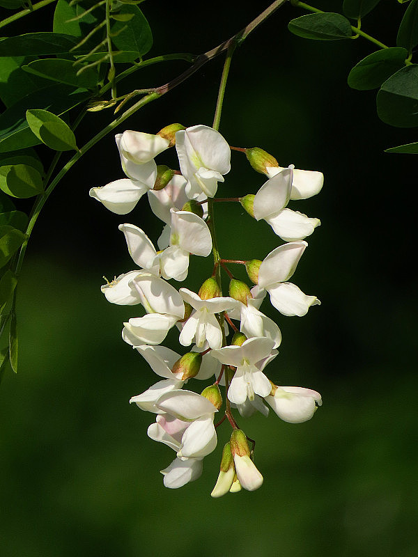 刺槐(Robinia pseudoacacia)花