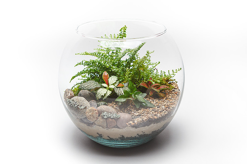 蕨盆景在一个圆形玻璃花瓶孤立
