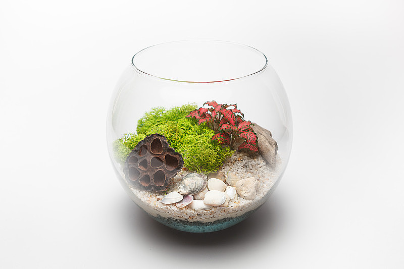Fittonia terrarium在一个圆形玻璃花瓶孤立