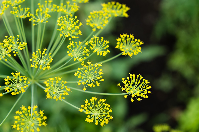 茴香开花茴香花序俯视图关闭了宏蔬菜背景水平anethum