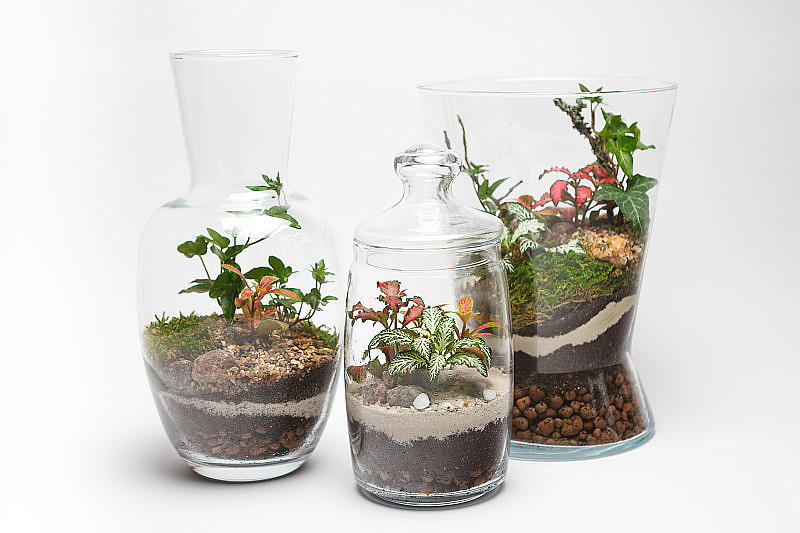 在不同的玻璃花瓶中的瓶子花园(terrariums)